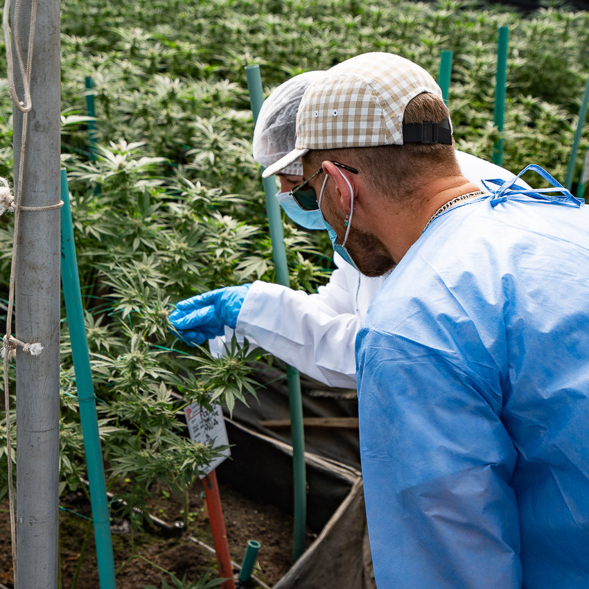 Quels critères pour choisir le bon producteur CBD en France ?