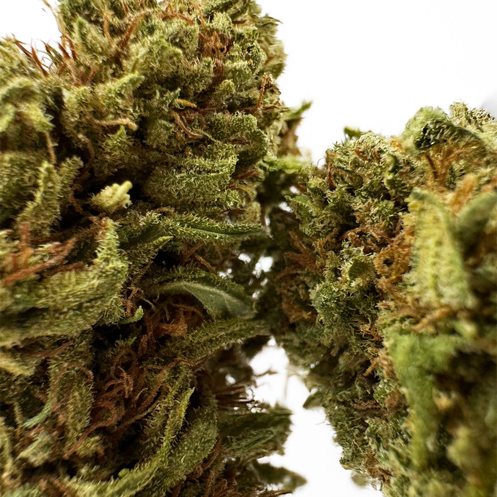 Amnesia Core Cut - Hybride USA