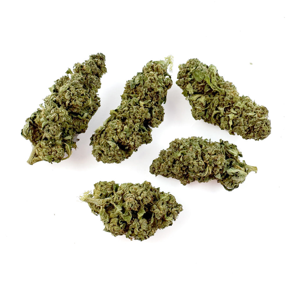 Tropical Haze - Glasshouse — photo 3