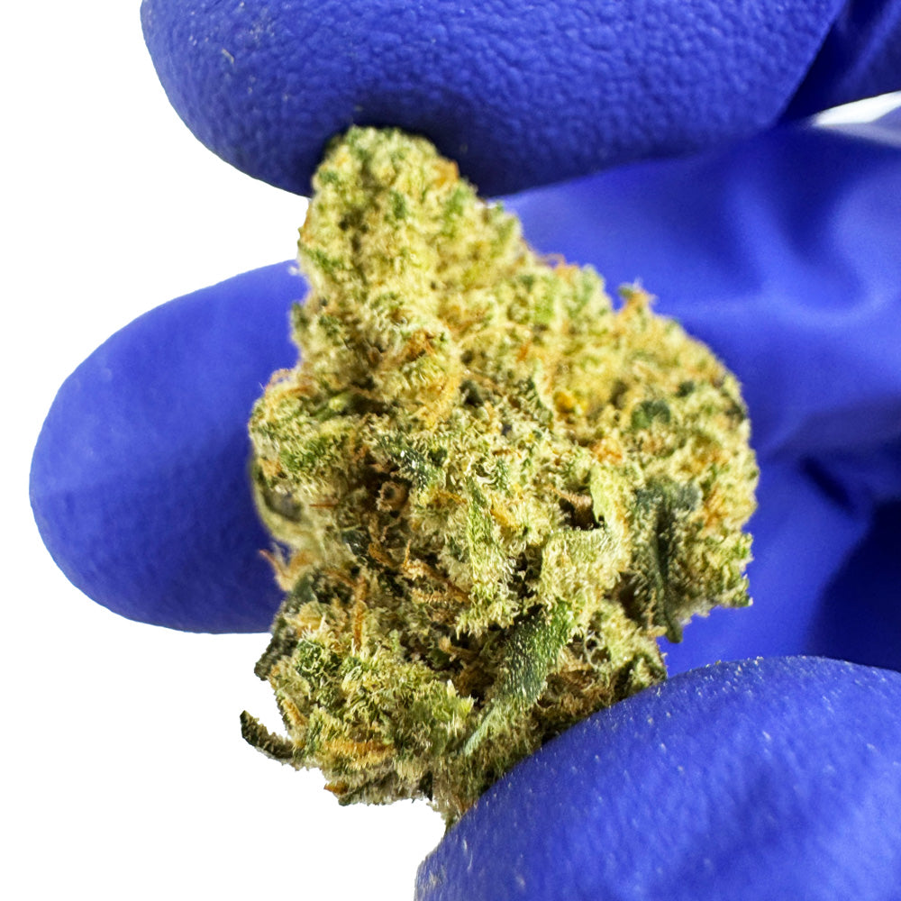 Small buds Amnesia JSH - Indoor