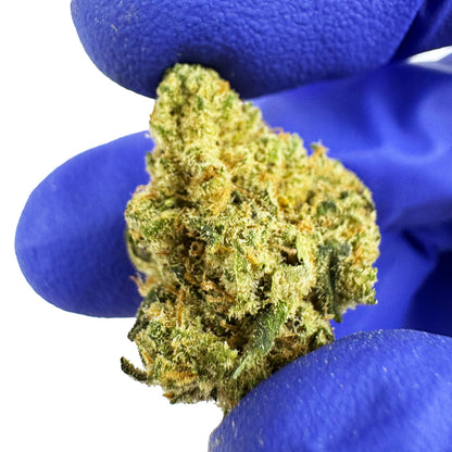 Small buds Amnesia JSH - Indoor