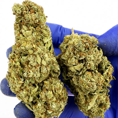 Citrus OG - Indoor