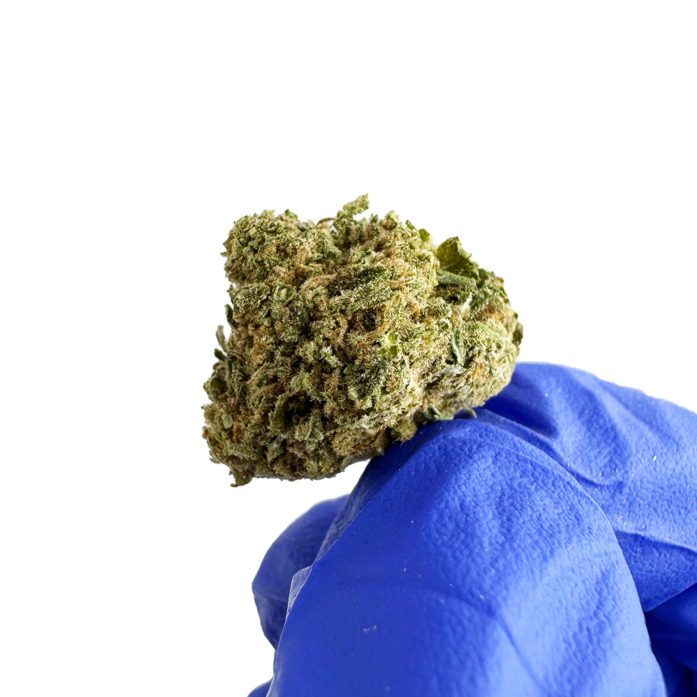 Medium buds GP3 B2 - Indoor — photo 3