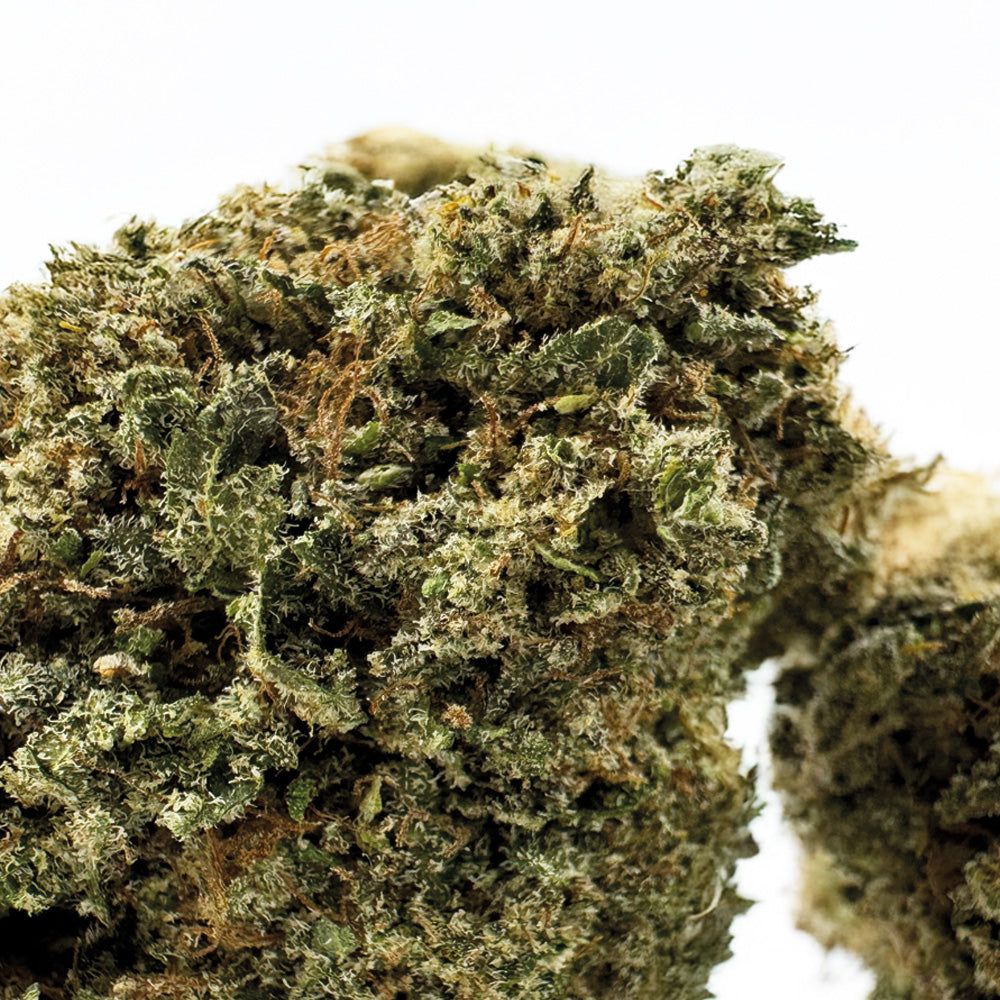 Guava Kush CBD - Indoor