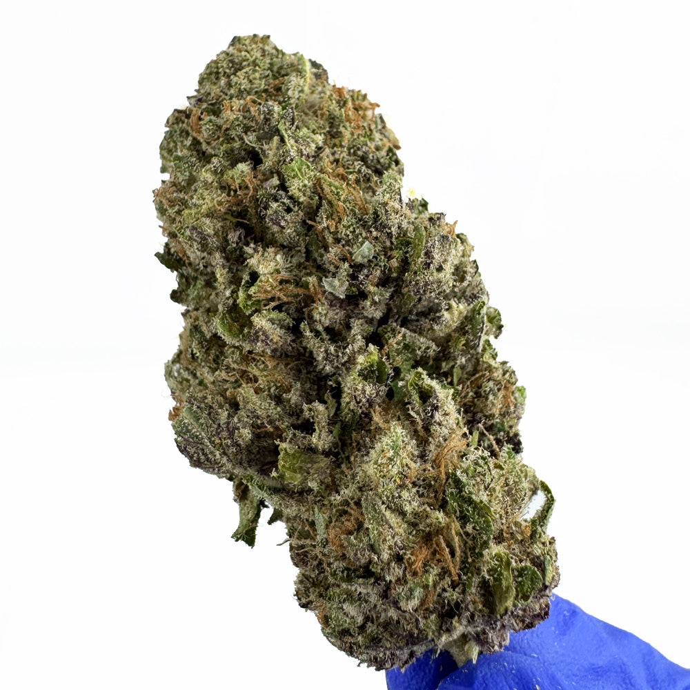 Jelly Cream - Indoor Elite USA — photo 4