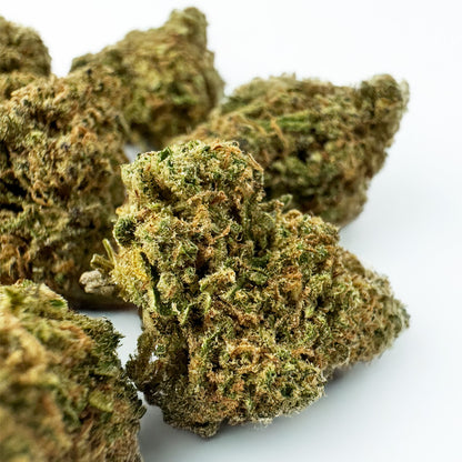 Small buds Sunset Sherbet - Indoor