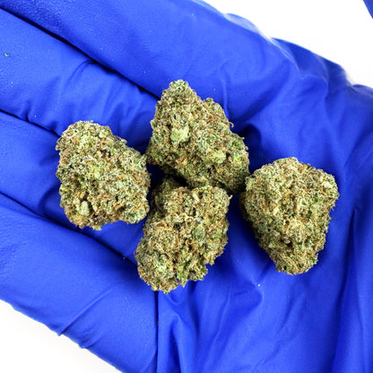 Small buds Sunset Sherbet - Indoor