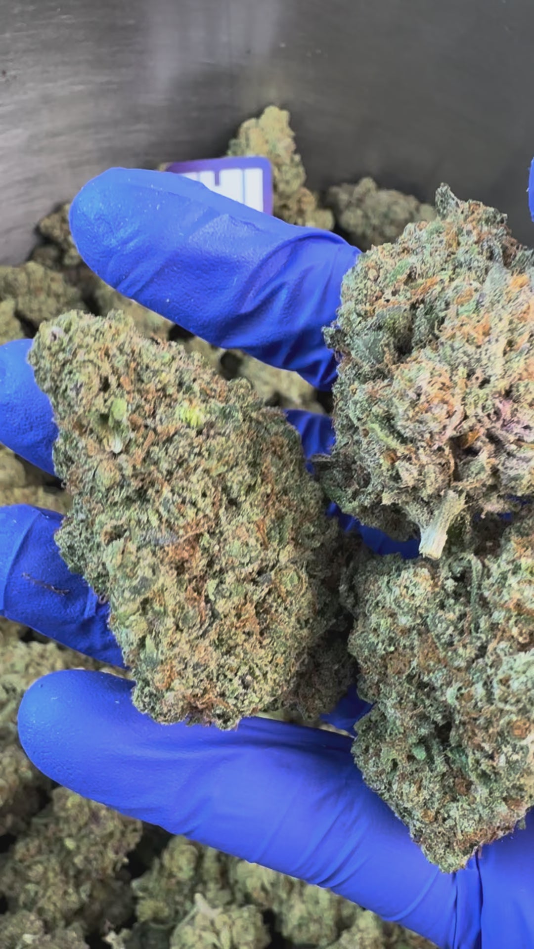 Charger la vidéo: Kosher Kush - Indoor Elite USA — vidéo de présentation