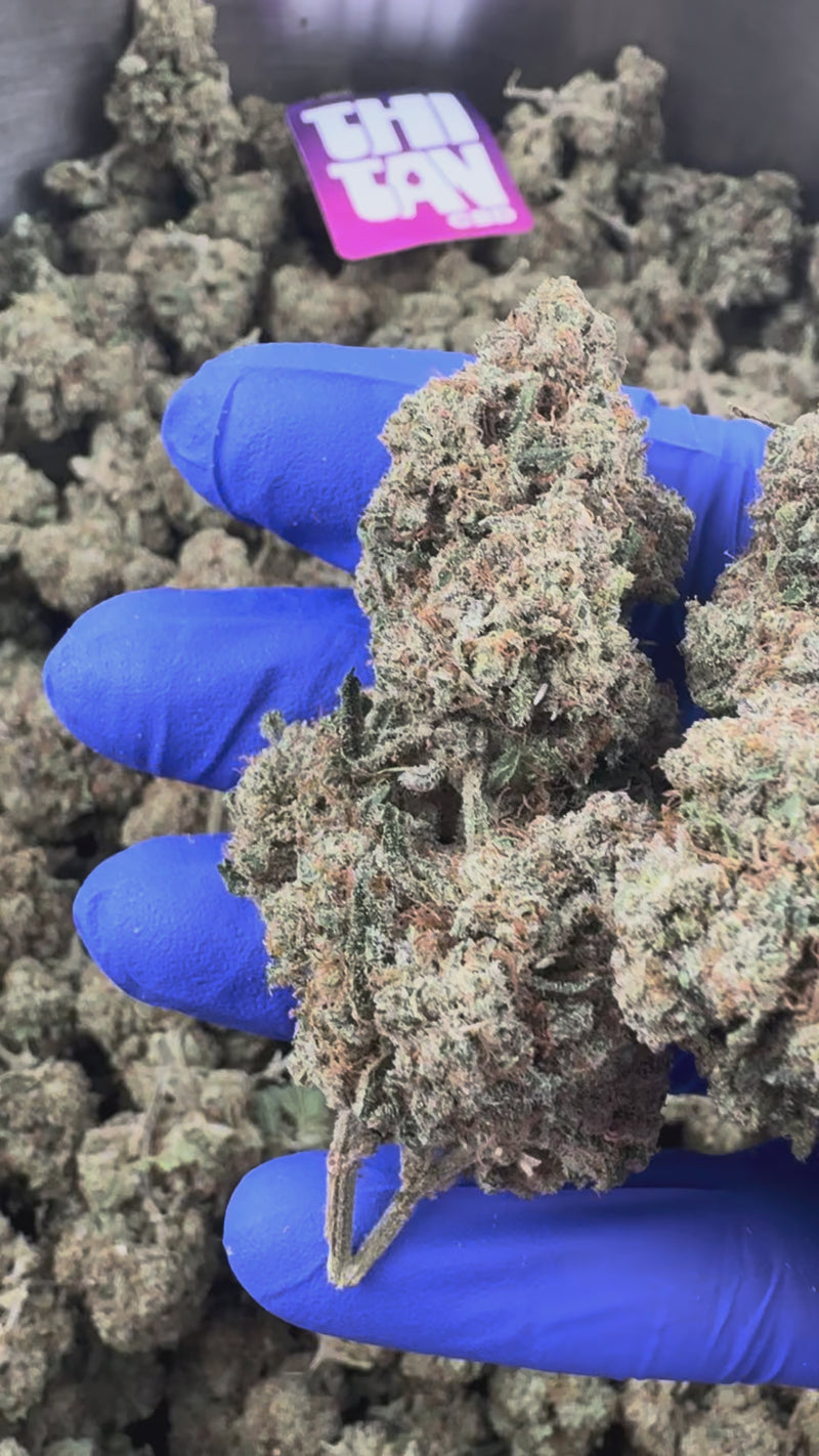 Guava Kush CBD - Indoor — vidéo de présentation