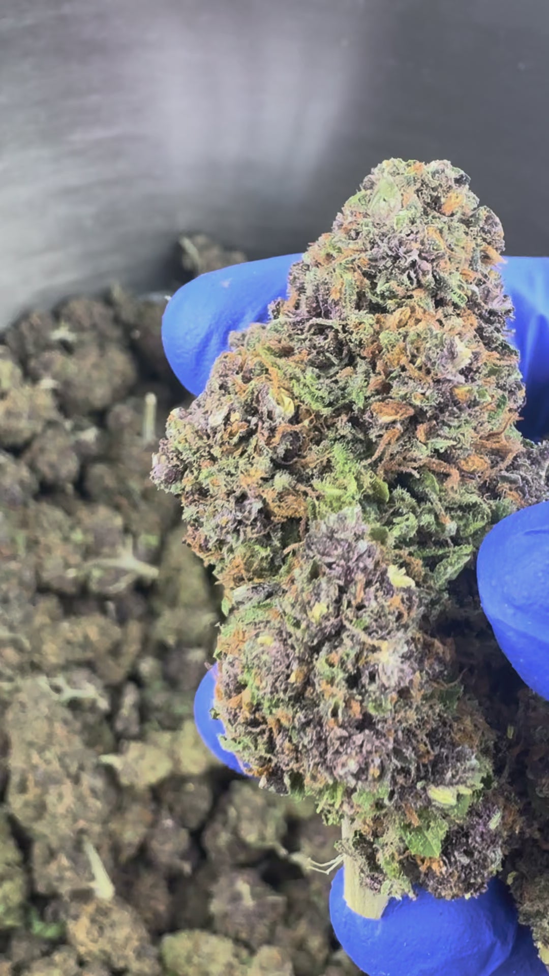 Charger la vidéo: Rocket Sauce - Indoor Elite USA — vidéo de présentation