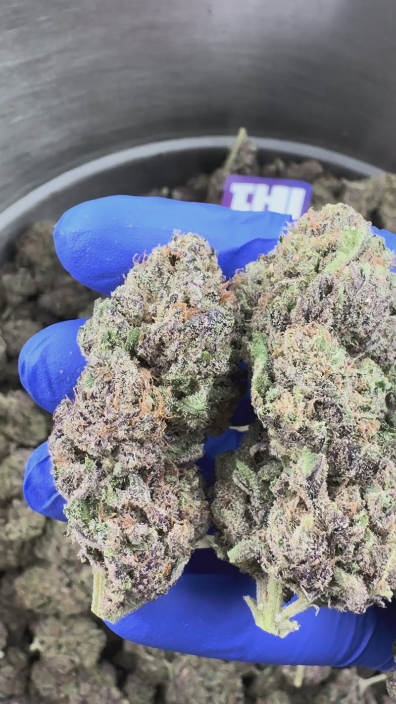 Jelly Cream - Indoor Elite USA — vidéo de présentation