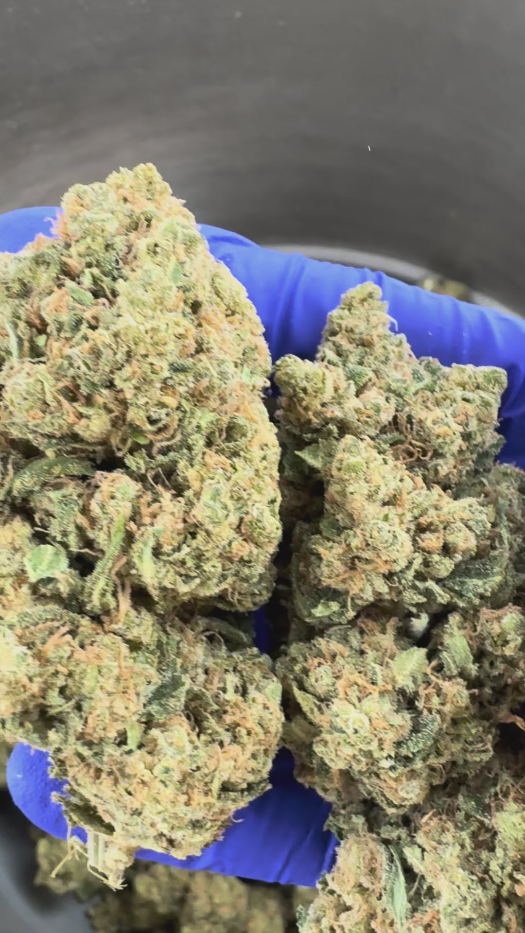 Charger la vidéo: Amnesia HT CBD - Indoor — vidéo de présentation