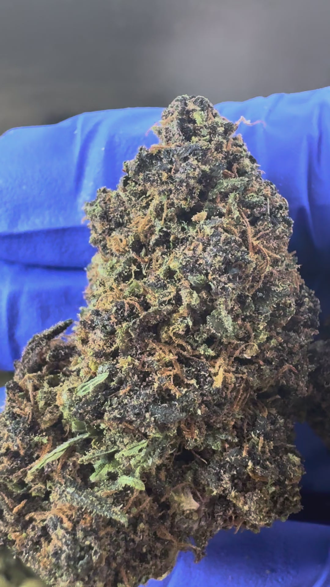 Charger la vidéo: Purple Snowman - Hybride USA — vidéo de présentation