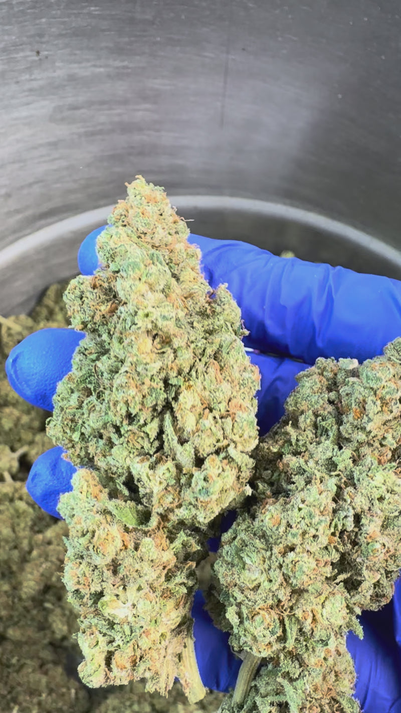 Creamy Deluxe - Indoor Elite USA — vidéo de présentation